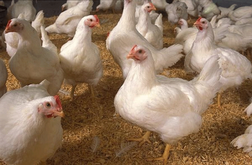 Jhapa earns Rs 339.6 million from broiler chickens annually 1 Jhapa earns Rs 339.6 million from broiler chickens annually