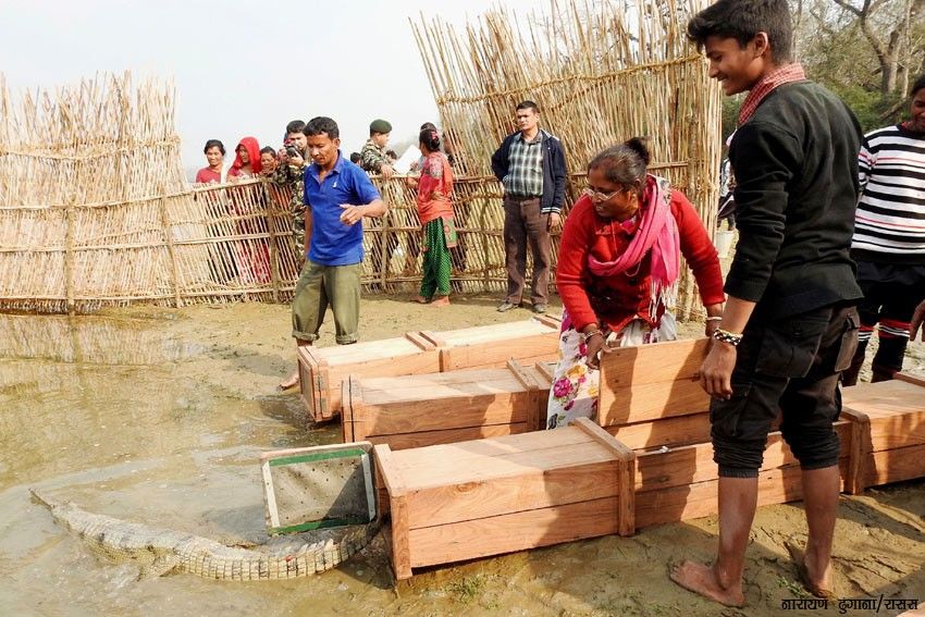 Crocodiles released into Rapti river 1 Crocodiles released into Rapti river