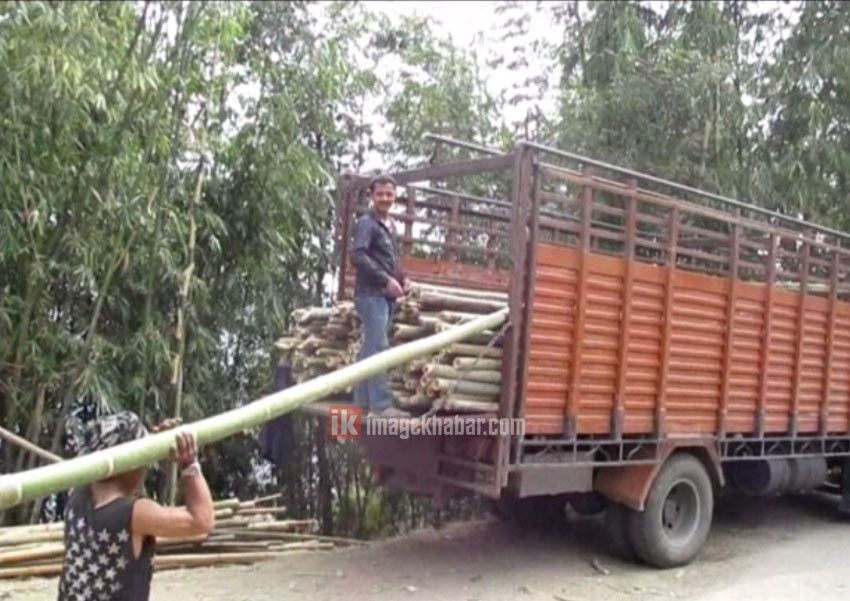 इलामबाट मासिक एक सय ट्रकभन्दा बढी बाँस निर्यात हुँदै 1 इलामबाट मासिक एक सय ट्रकभन्दा बढी बाँस निर्यात हुँदै