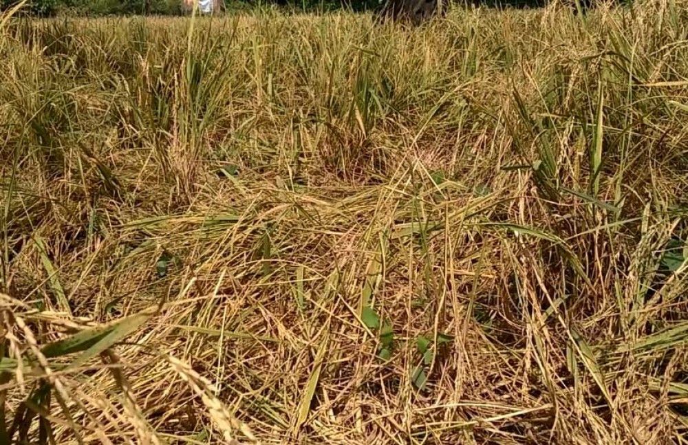 कञ्चनपुरमा भारतीय जंगली हात्तीको आतंक 1 कञ्चनपुरमा भारतीय जंगली हात्तीको आतंक