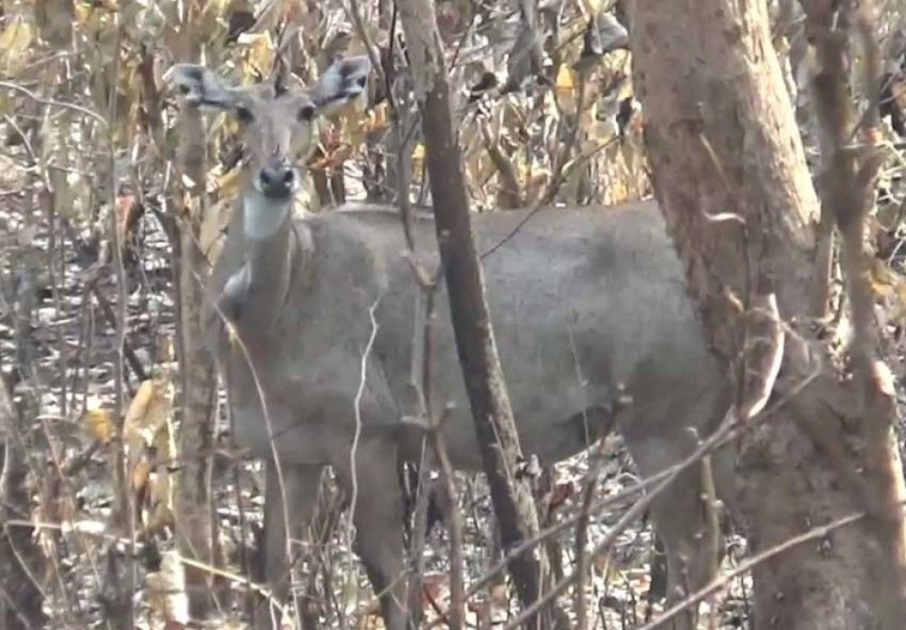 शुक्लाफाँटा राष्ट्रिय निकुञ्जमा ८२ वटा निलगाई 1 शुक्लाफाँटा राष्ट्रिय निकुञ्जमा ८२ वटा निलगाई