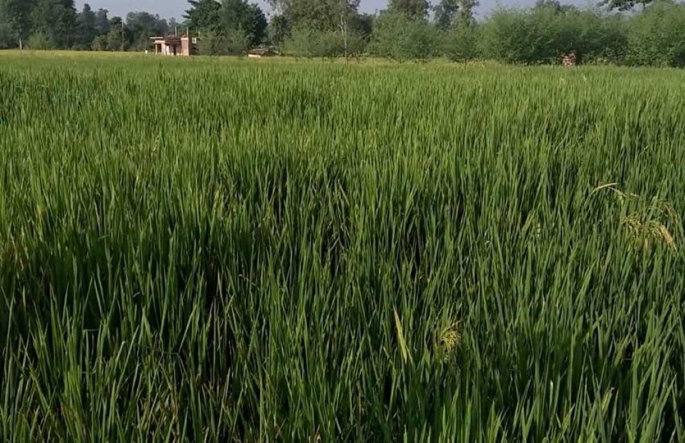 ‘गरिमा’ जातको धानमा बाला नलागेपछि किसान चिन्तित 1 ‘गरिमा’ जातको धानमा बाला नलागेपछि किसान चिन्तित