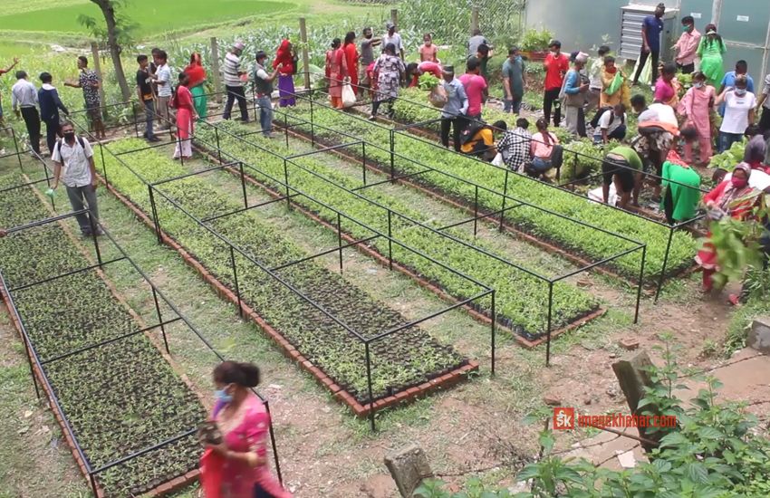 विपन्नलाई निशुल्क विरुवा वितरण 1 विपन्नलाई निशुल्क विरुवा वितरण