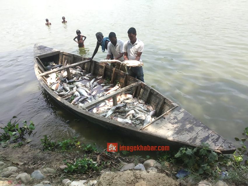 नाढीमन तालको माछा बिकेन 1 नाढीमन तालको माछा बिकेन