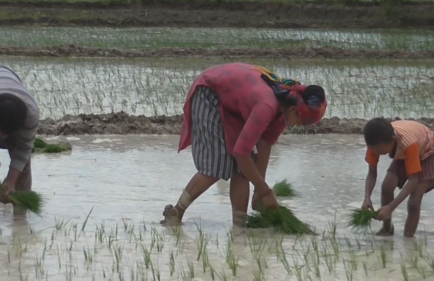 सिक्टा सिँचाइको पानी खेतमा 1 सिक्टा सिँचाइको पानी खेतमा