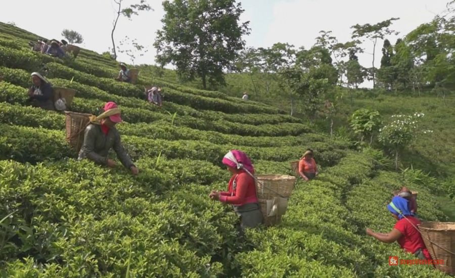 नेपाली चियाले अन्तर्राष्ट्रिय बजार पाउँदा इलामका कृषक उत्साहित